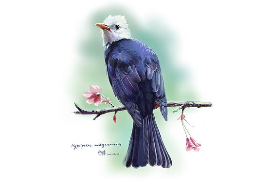 鸟类图鉴 #4 黑鹎