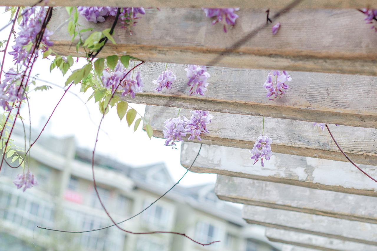 韶光易逝 春光莫负(二)