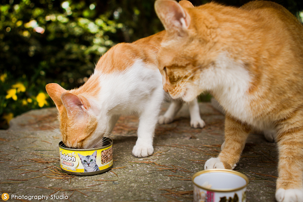 麒麟咪：我吃完了，你需要帮忙么？&nbsp;小正太：………………