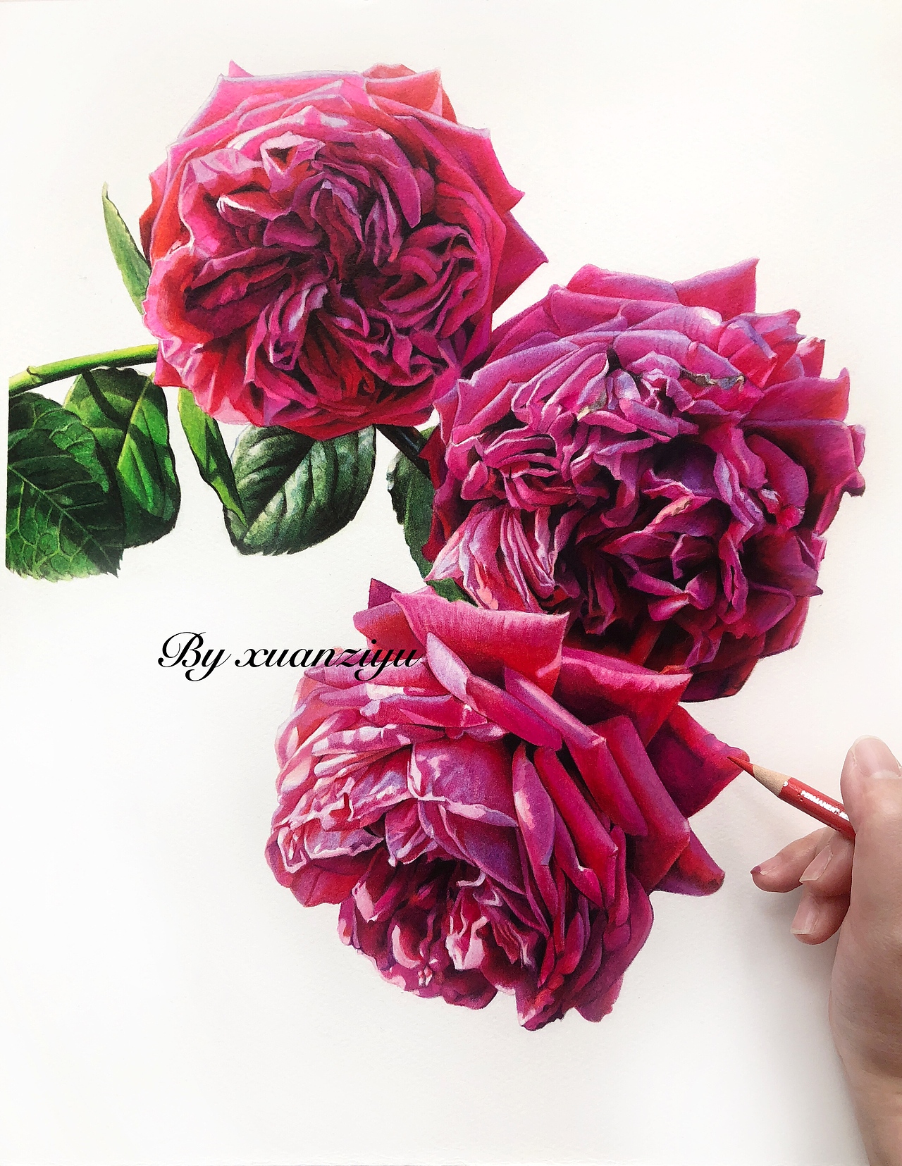 彩铅月季花|纯艺术|绘画|璇子鱼_原创作品-站酷zcool