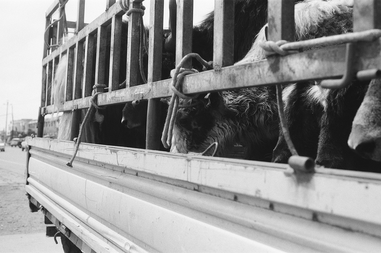 摄胶记~（图ZMTc3MjY3NjY4） - 人像摄影 - 站酷设计师阿尔法Romeo原创素材 - 站酷ZCOOL