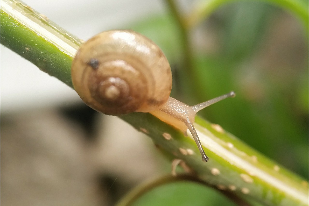 手機(jī)攝影—微距（圖ZMTUxOTEyNDQ4） - 人文/紀(jì)實(shí)攝影 - 站酷設(shè)計(jì)師走過(guò)綠意原創(chuàng)素材 - 站酷ZCOOL