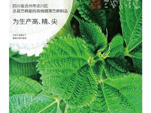 达州苎麻易拉宝（个人主页-ZNTQ3NjM2NjQ=） - 宣传物料 - 站酷设计师橘子味雪糕1204原创素材 - 站酷ZCOOL