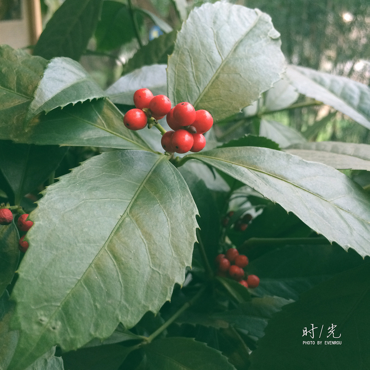时光在懒鱼