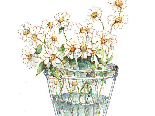 雏菊