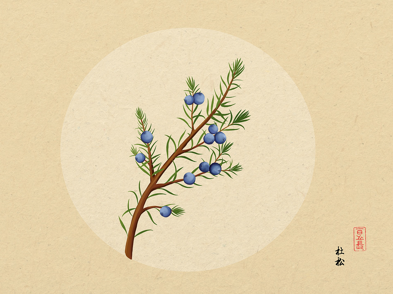 植物插画