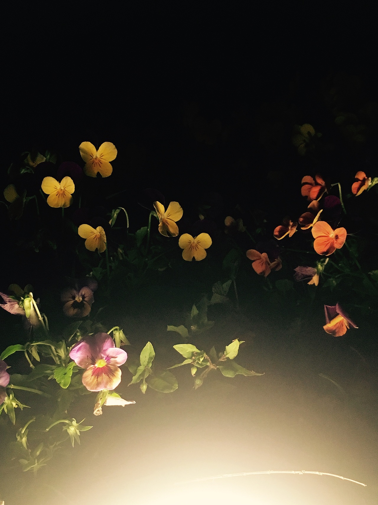 夜晚花开随手拍