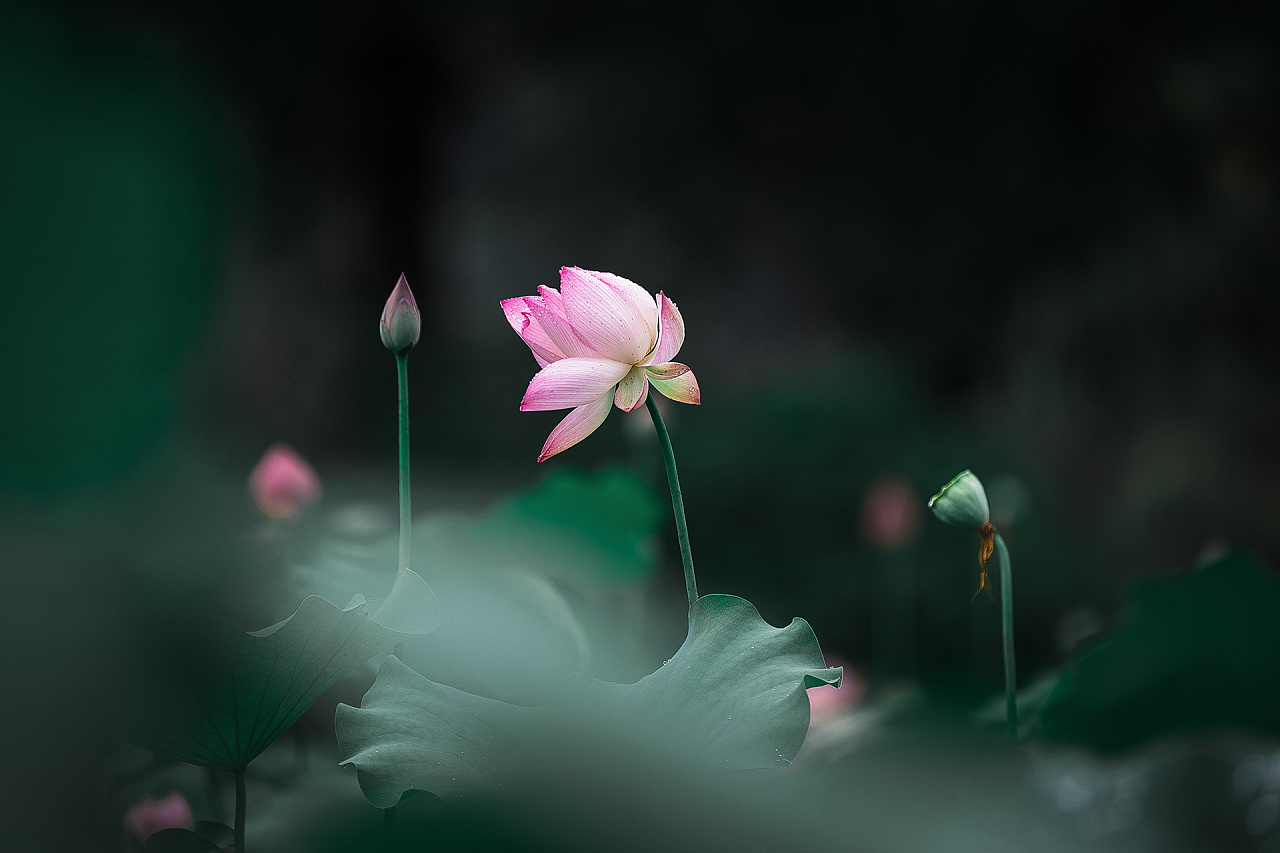 荷花之美,在于拍摄者的心境,和欣赏者的意境|摄影|风光摄影|alex1205