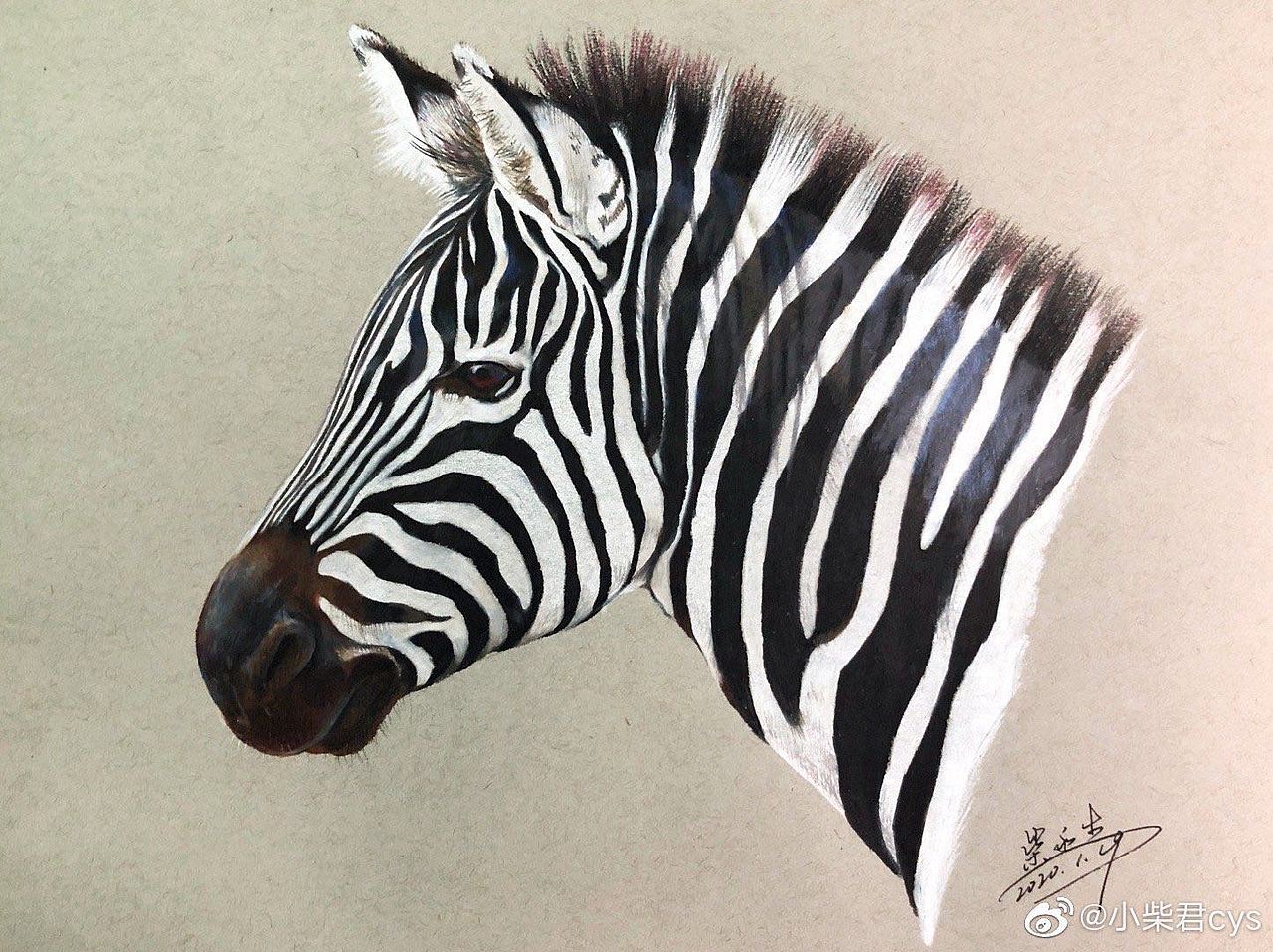 动物不凶猛——手绘动物集合(图ZMjAyODkxOTY4) - 绘画 - 站酷设计师柴永生原创素材 - 站酷ZCOOL