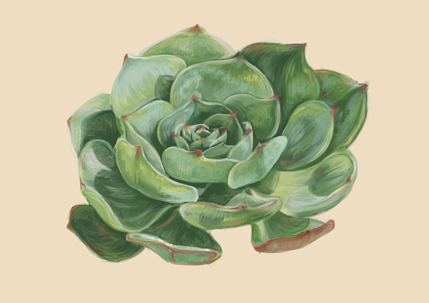 多肉君（图ZMzg3MTQyNzY=） - 创作习作 - 站酷设计师四是十原创素材 - 站酷ZCOOL