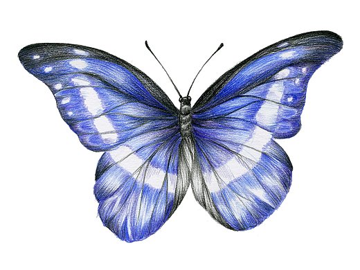 蓝色蝴蝶