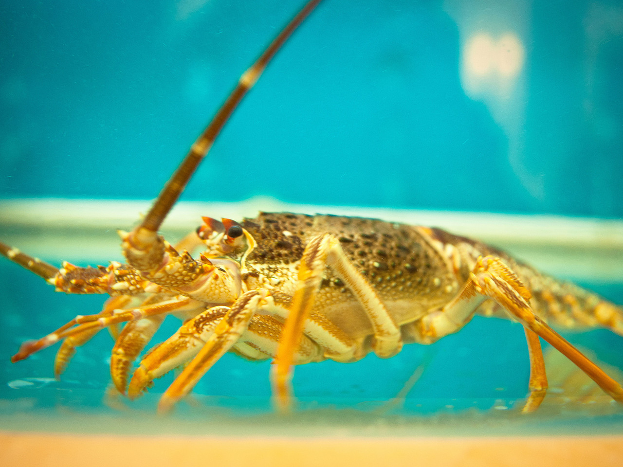 酒店菜谱（图ZOTI2MTgxNg==） - 产品摄影 - 站酷设计师蓝太阳TNT原创素材 - 站酷ZCOOL