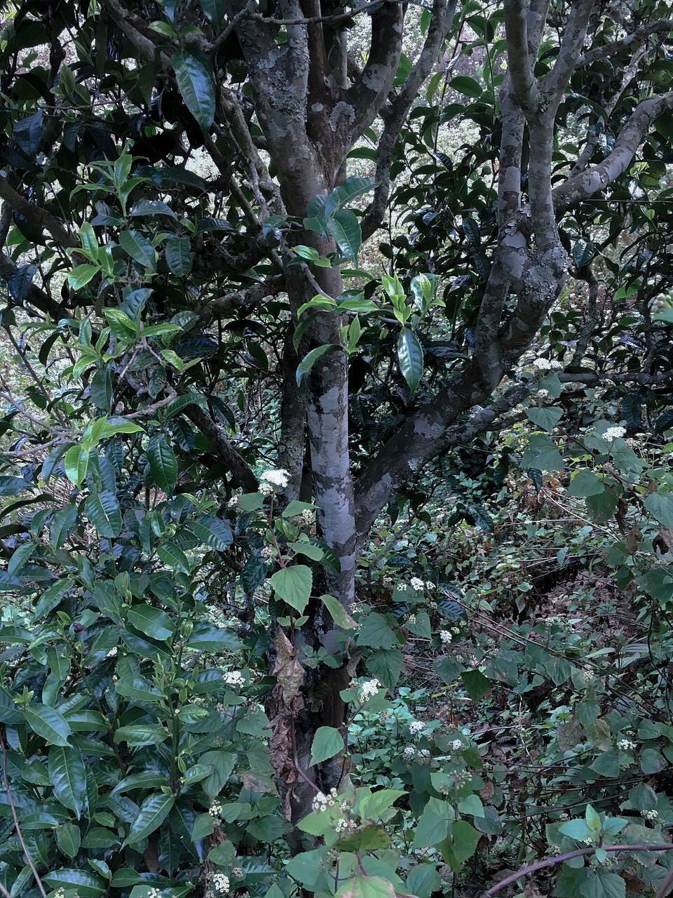 WXT -是什么吸引你决心回到山里做茶?
“从我爷爷到我爸妈这一代都是做茶的,可以说是做茶几代人了……我之所以回乡做茶是因为我本身很喜欢茶,喜欢待在山里!我爸妈都没有文化,卖的茶都是半成品的毛茶,不知道如何加工出来的茶叶卖个好价钱,浪费很大,我毕业后觉得这个事情可以做,就到几个大型的先进的茶厂打工学习,技术学到差不多时就回村建厂房,采茶,收鲜叶,深加工,村上都有很多古茶树,都是老一辈种下的,世代相传,不用过多的调理,最多也就过了秋茶给它松土就行,每年采春秋俩季,摘着这些老树叶,心里觉得踏实……”