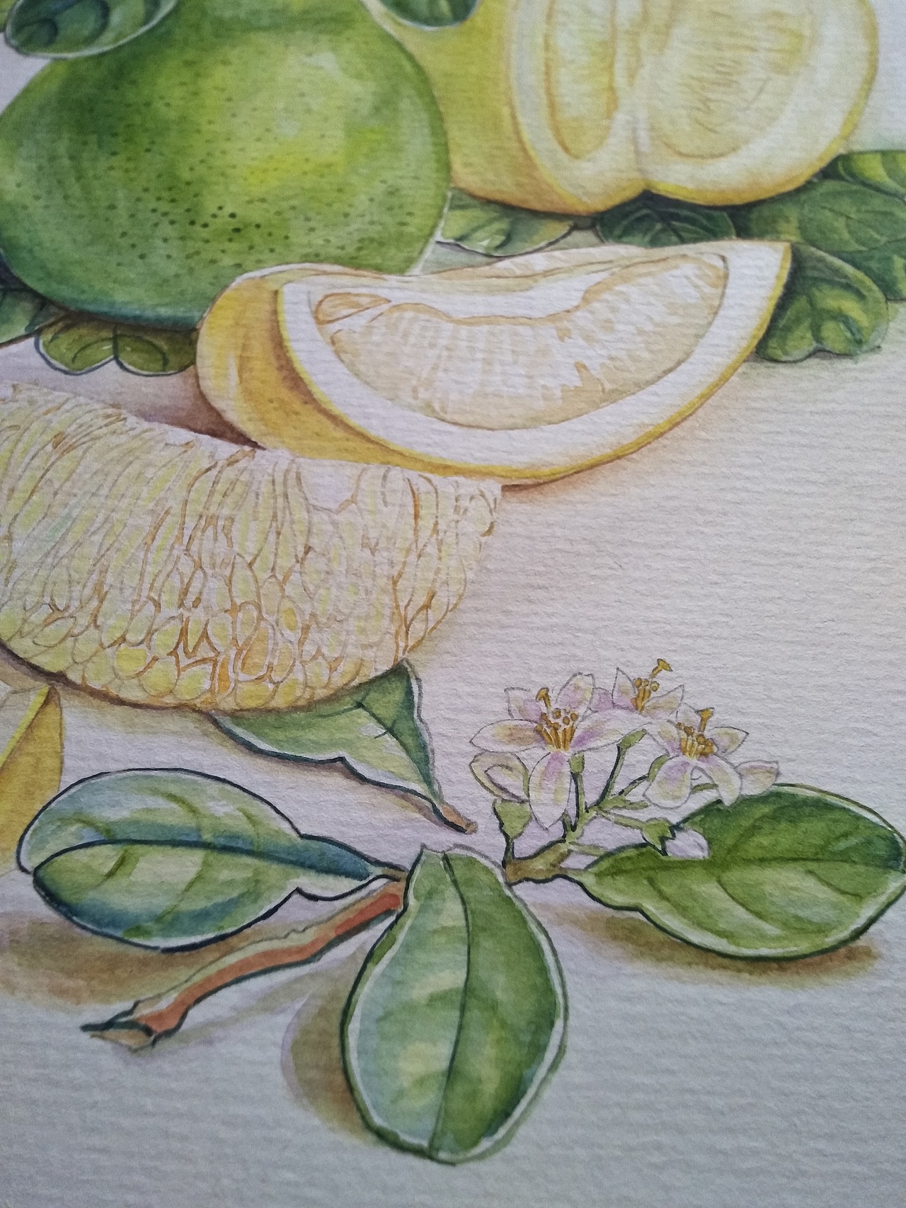 二十四节气水果手绘（图ZMTQxMDg1MzAw） - 商业插画 - 站酷设计师MY柠檬原创素材 - 站酷ZCOOL