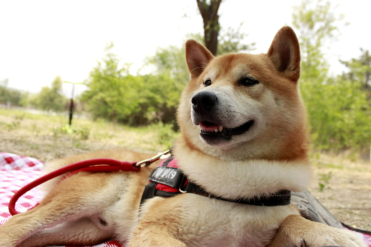 一只叫球球的柴犬