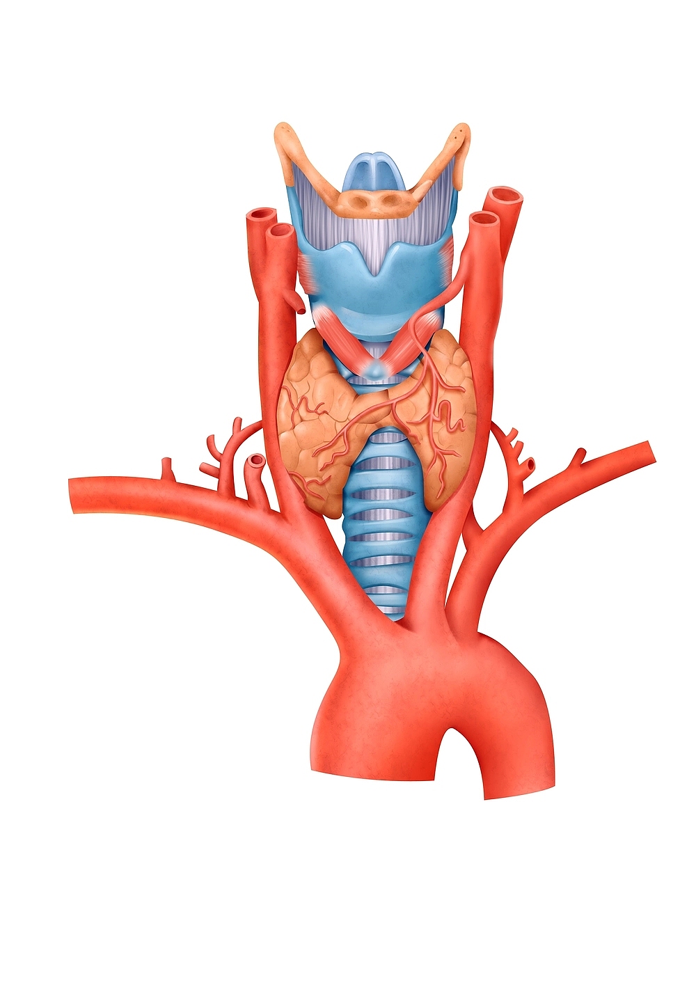 医学插画（图ZMjUwOTUzMjMy） - 绘本 - 站酷设计师会飞的小金鱼原创素材 - 站酷ZCOOL