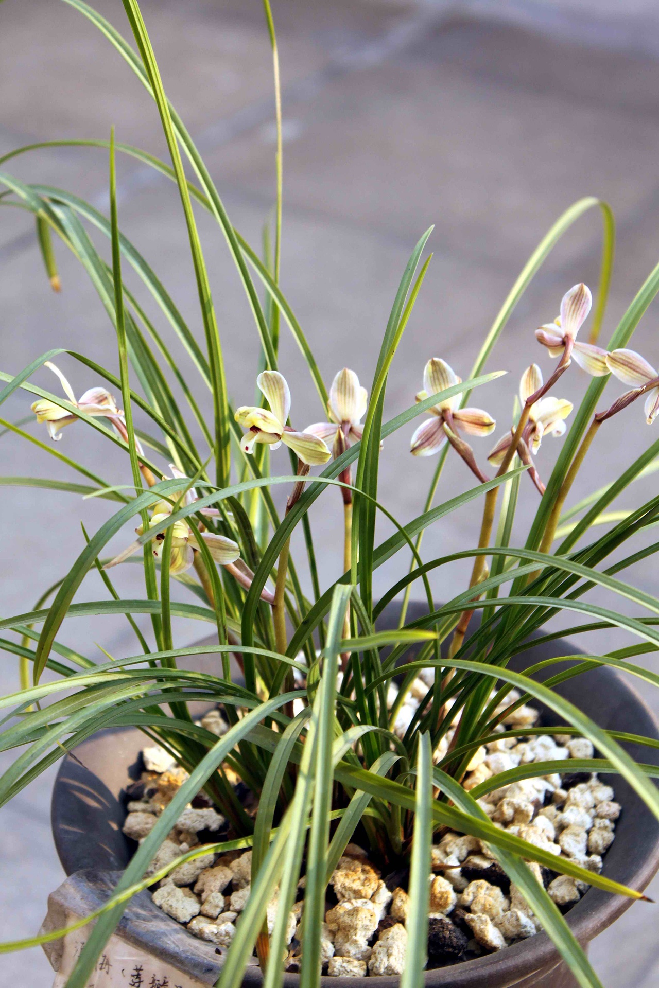 兰花 中国兰 国兰 莲瓣兰 滇梅 梅花 梅关注私信版权南美洲/设计爱好