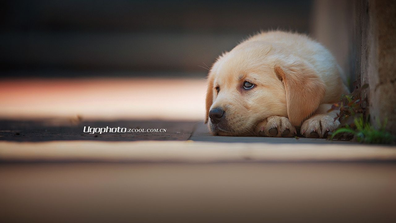 walkalone独行动物摄影师何某某个人作品18