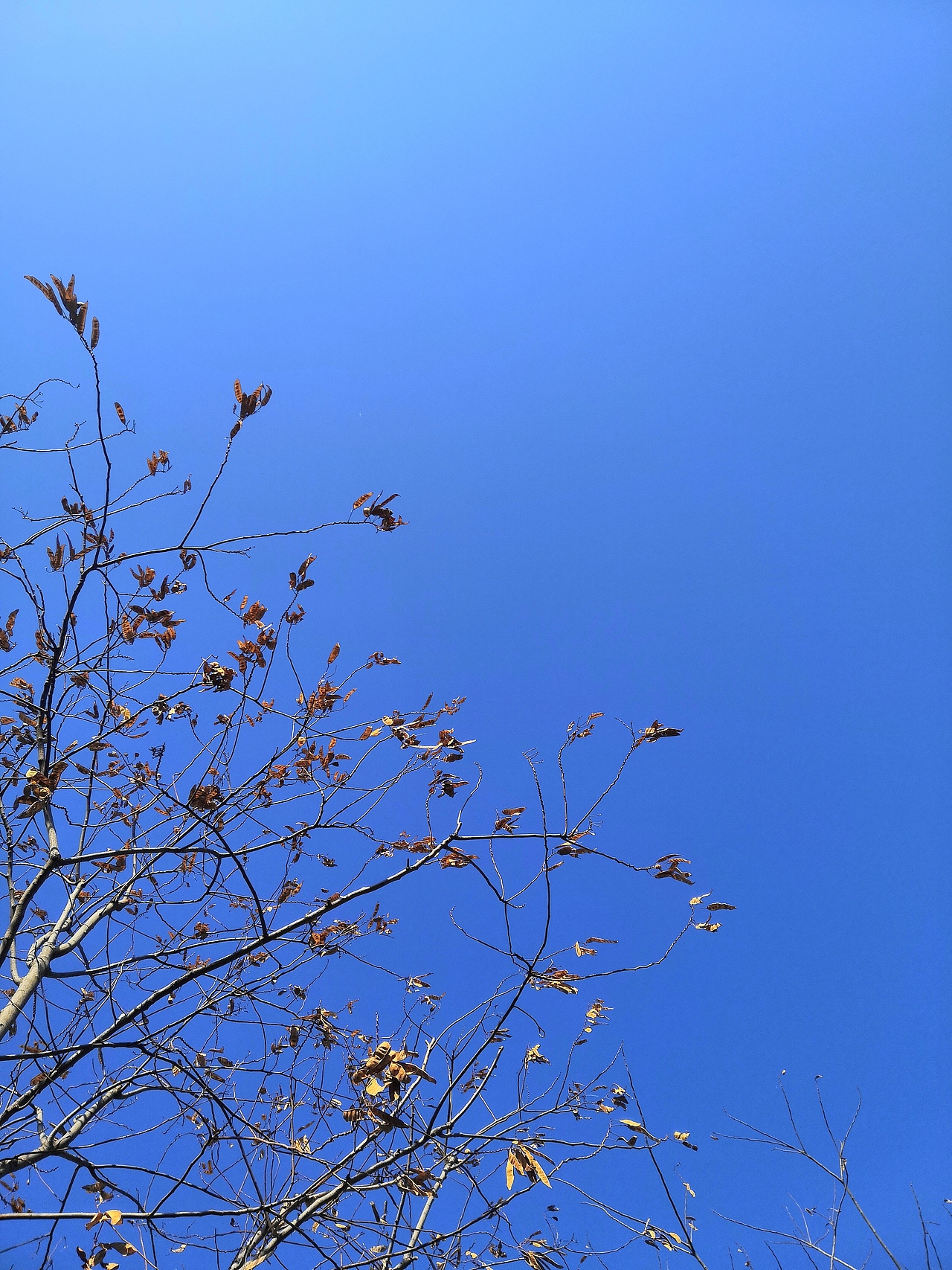 冬季树枝上所剩无几的枯叶🍂