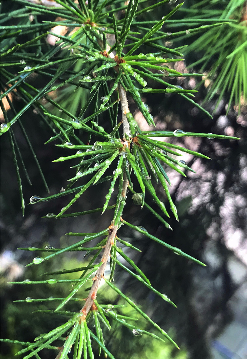 刘勇良手机纪实摄影:松糖挂满了枝头