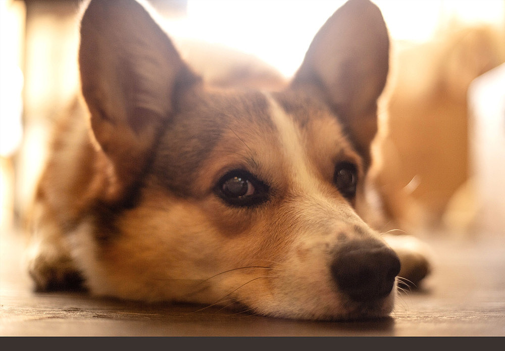 柯基可骑四岁生日纪念照片（图ZMTk5OTE0ODcy） - 宠物摄影 - 站酷设计师佳佳与可骑原创素材 - 站酷ZCOOL