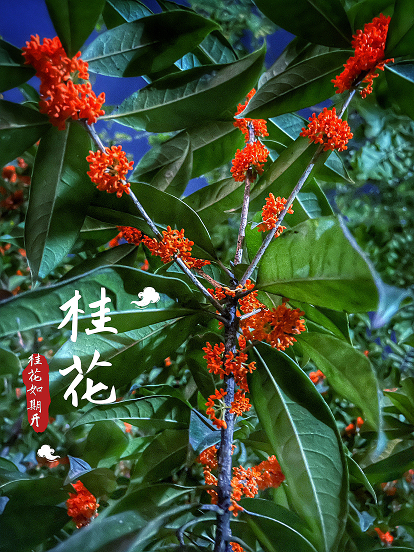 桂花盛开（图ZMzE5Mzk1MDUy） - 风光摄影 - 站酷设计师钱珊Mino原创素材 - 站酷ZCOOL