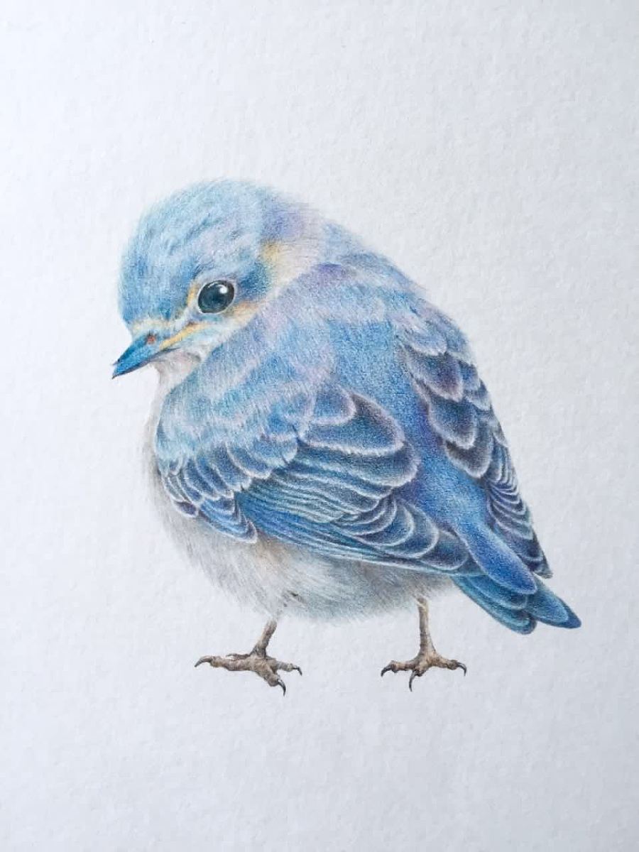 原创作品:#手绘彩铅#青鸟