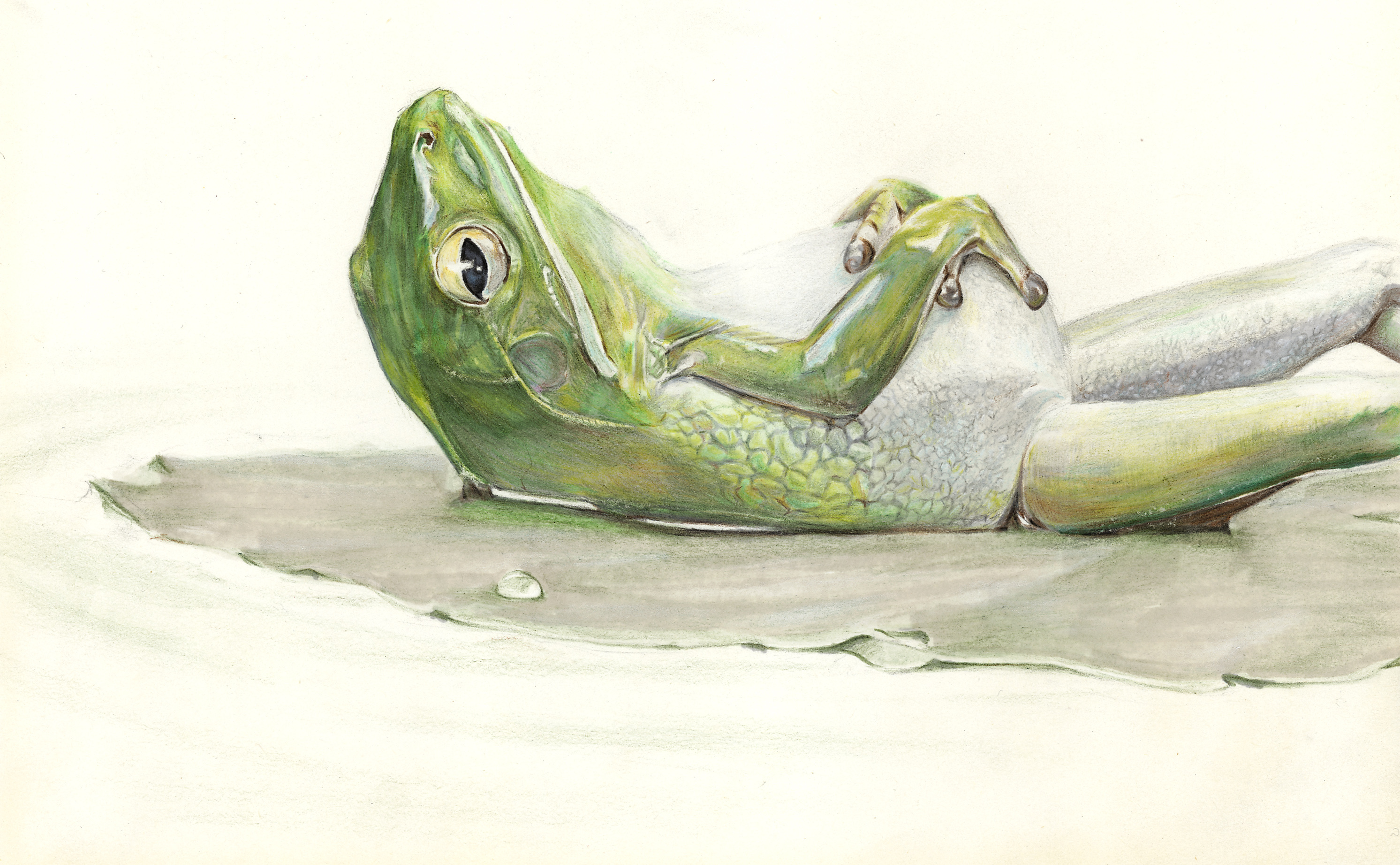 蛙|插画|艺术插画|淂淇 - 原创作品 - 站酷 (zcool)