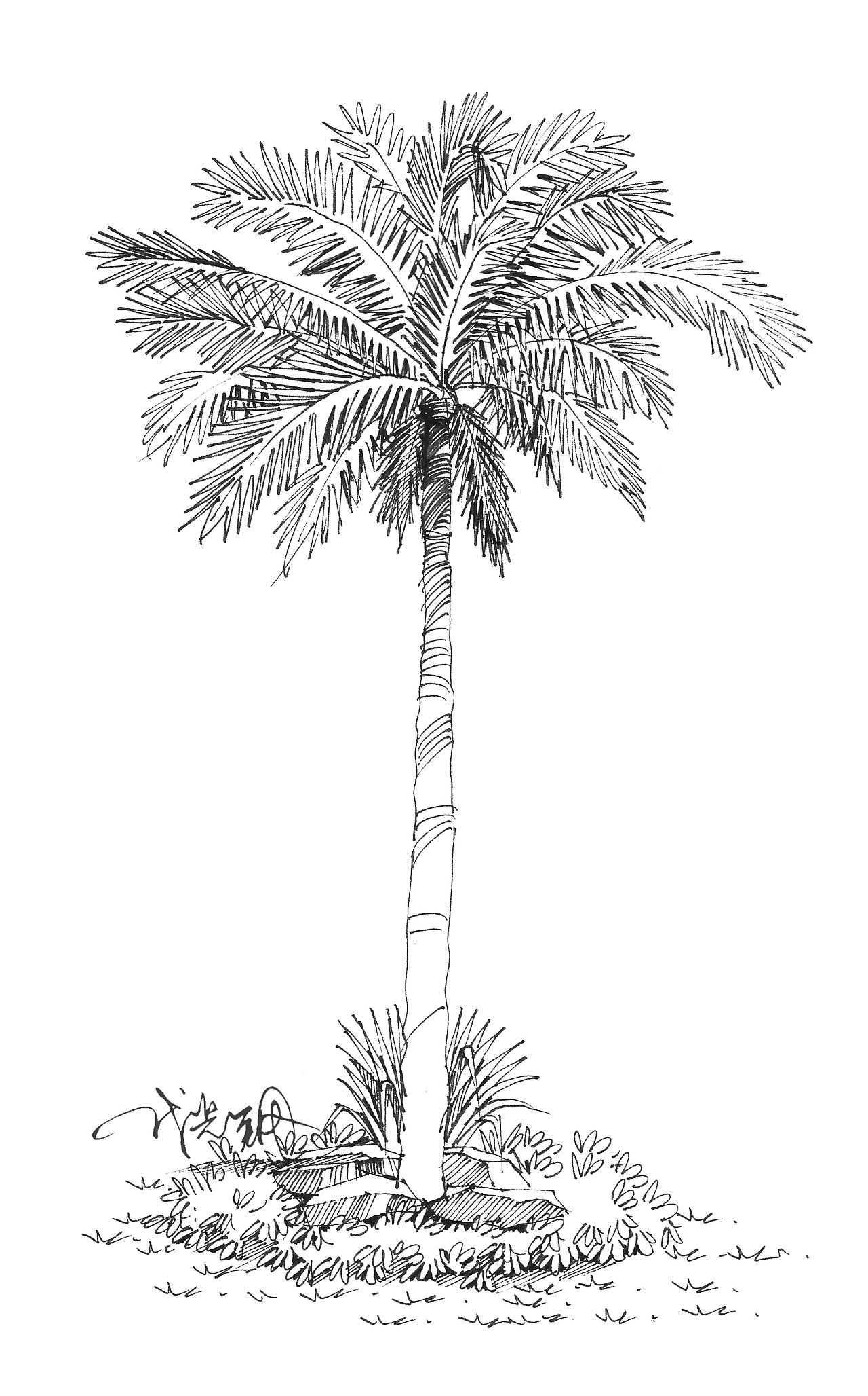 椰子树主要是叶片比较难处理,在绘画的时候可以先练习下叶片.