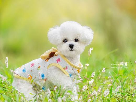 可爱的比熊犬