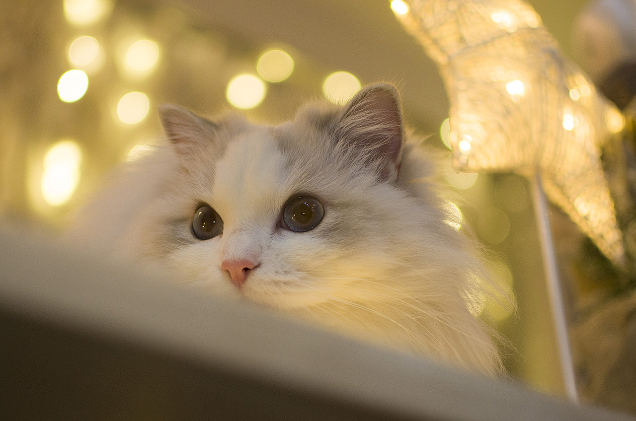 【布偶猫米法】圣诞节快乐！（图ZMTM5Nzk2NTk2） - 宠物摄影 - 站酷设计师猫的脚步声原创素材 - 站酷ZCOOL