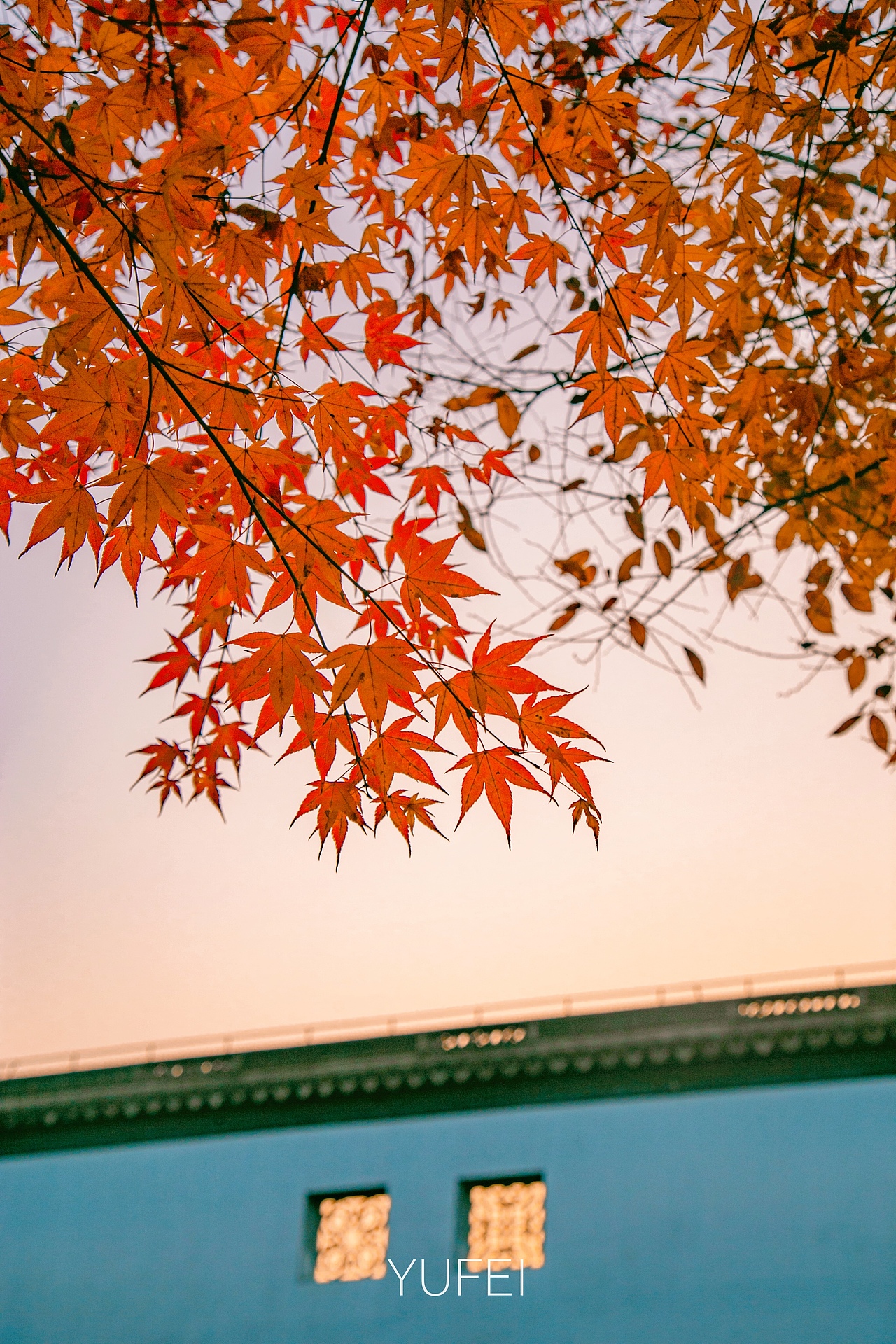 秋霞圃×枫叶93|摄影|风光摄影|雨霏yufei_原创作品-站酷zcool