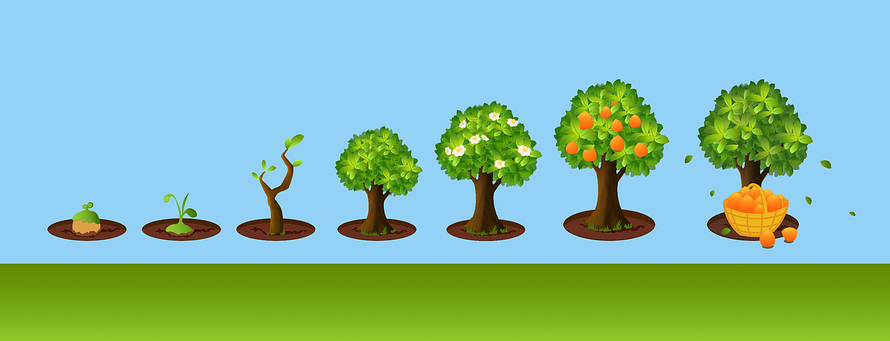 阿苗(小树苗)的成长历程