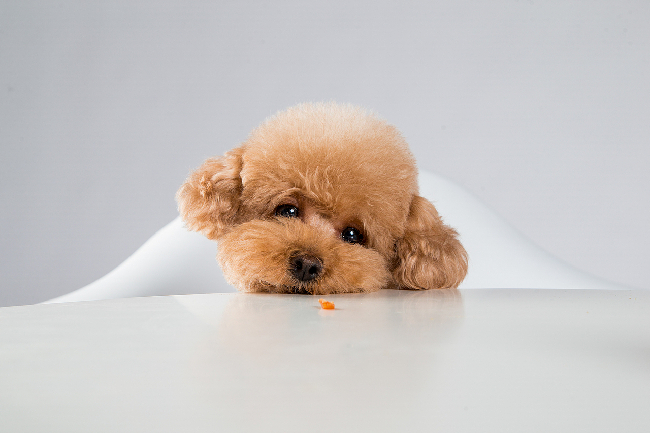 【動物照相館】合集