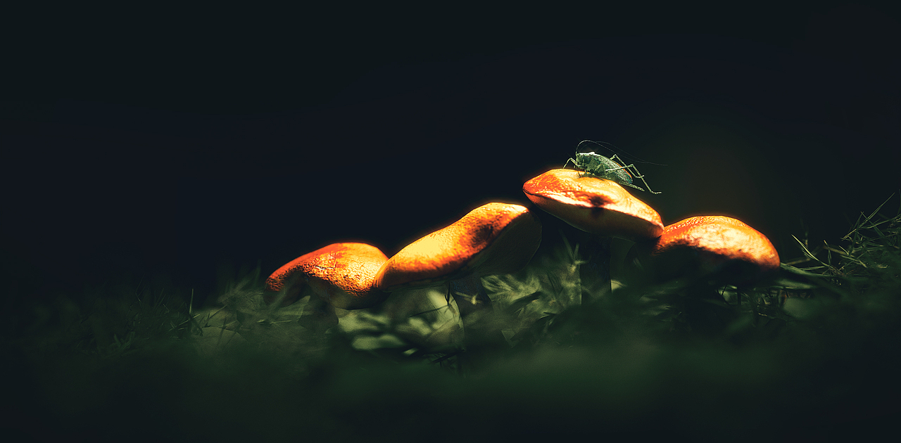 近期C4D渲染练习（三个案例，科技-生物写实-古风）（图ZMjY5Mjc0MjA0） - 动画/影视 - 站酷设计师LIANGNicholas原创素材 - 站酷ZCOOL