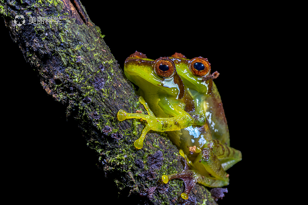 正在抱对的黑眼睑纤树蛙.