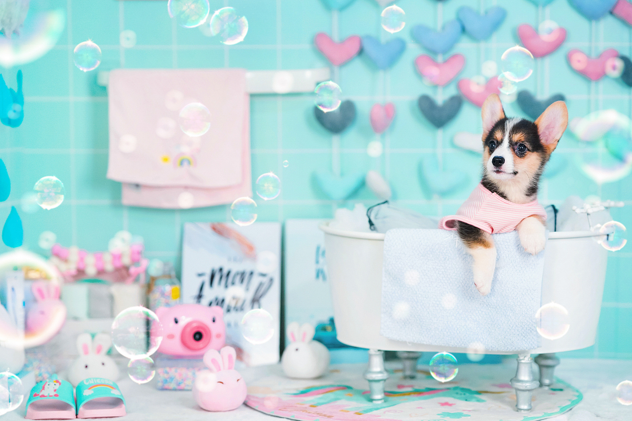 柯基合集——宠爱拾光宠物摄影（图ZMjU4OTk0Nzc2） - 宠物摄影 - 站酷设计师petlight原创素材 - 站酷ZCOOL