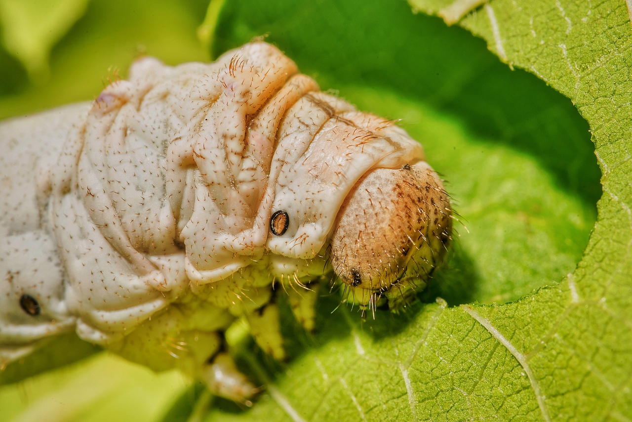 微距作业-蚕（图ZMTgzMjY3NDQ0） - 风光摄影 - 站酷设计师bracelee原创素材 - 站酷ZCOOL