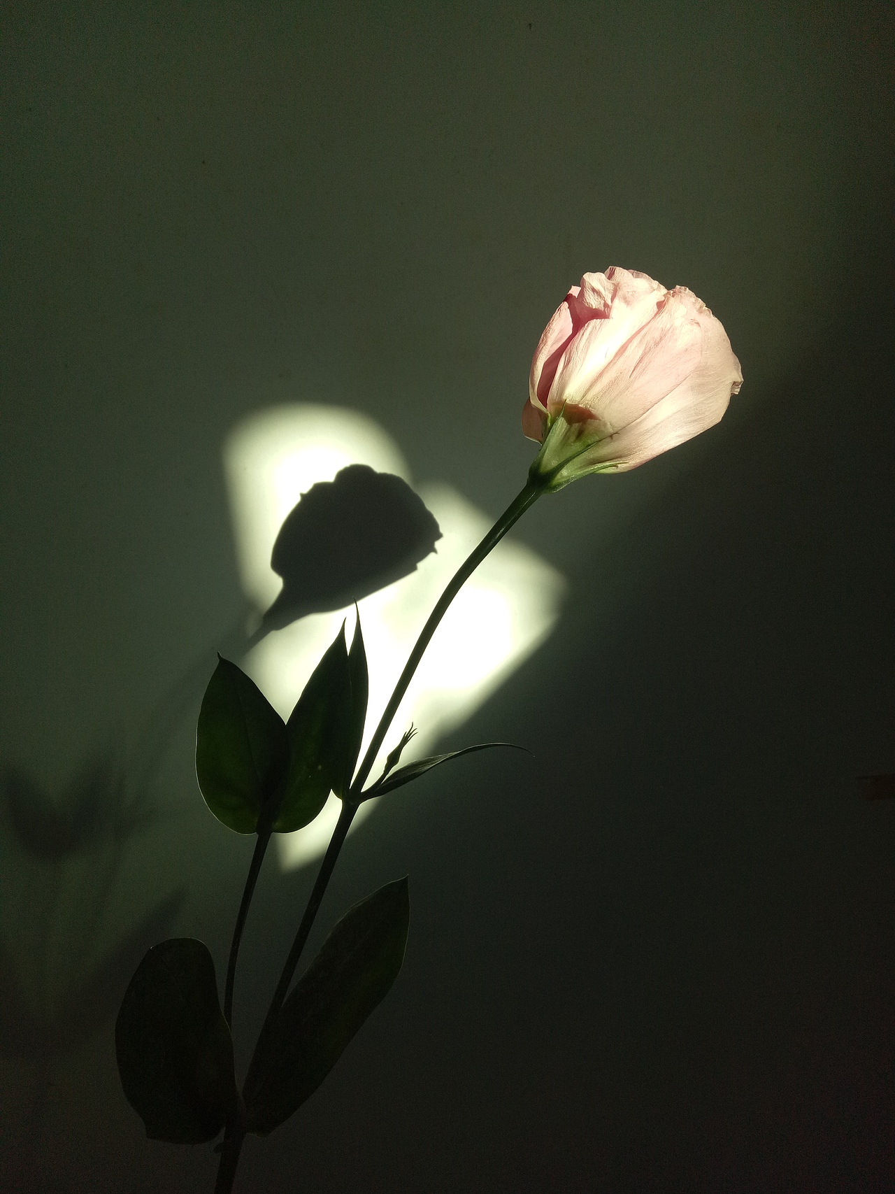 瞎拍瞎排的小美好