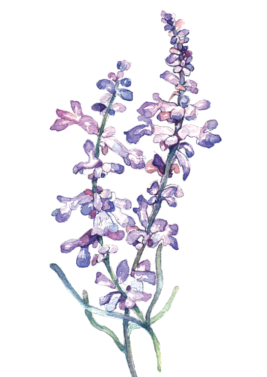 薰衣草（图ZODc0ODI1Mjg=） - 绘画 - 站酷设计师R半听原创素材 - 站酷ZCOOL