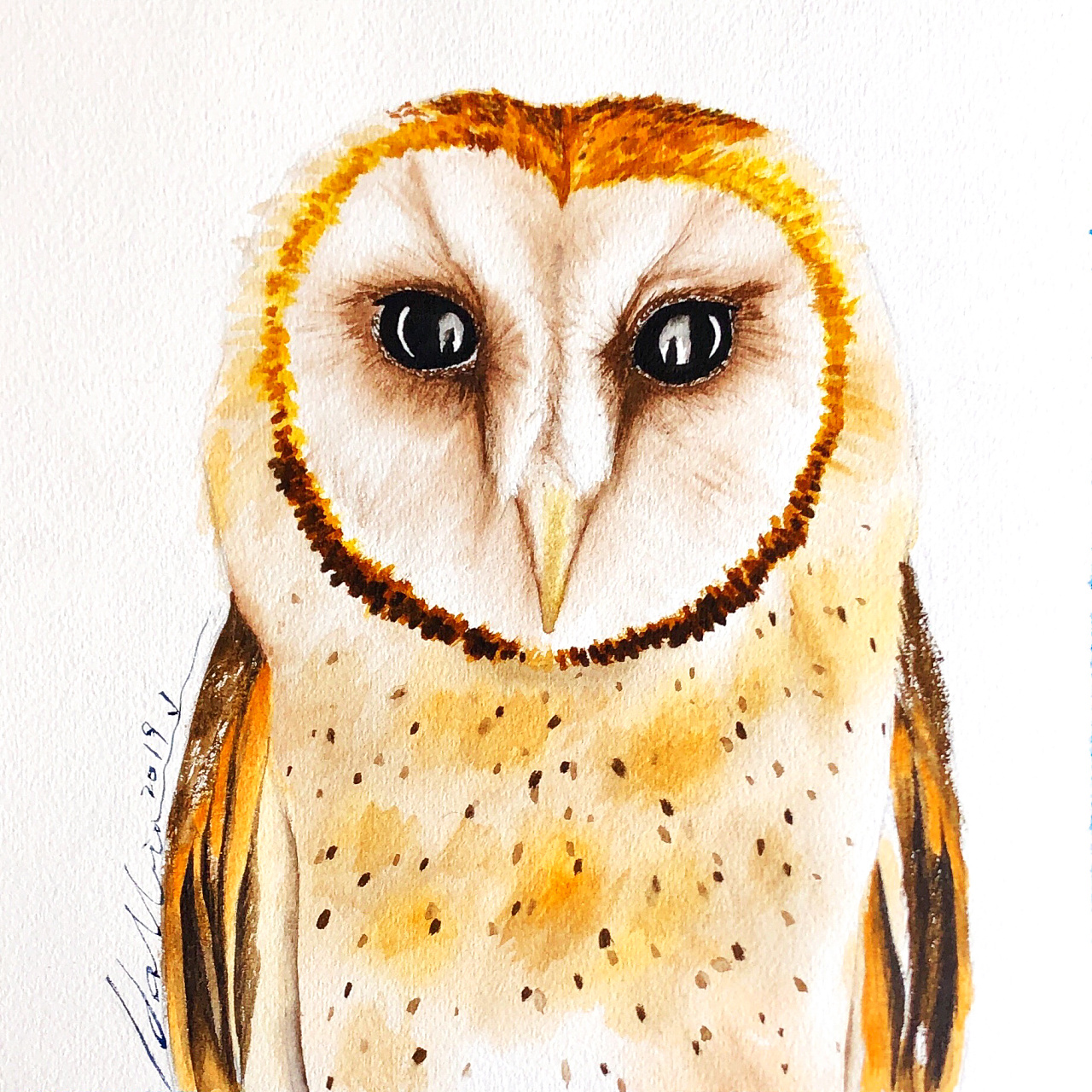 水彩猫头鹰大头照练习