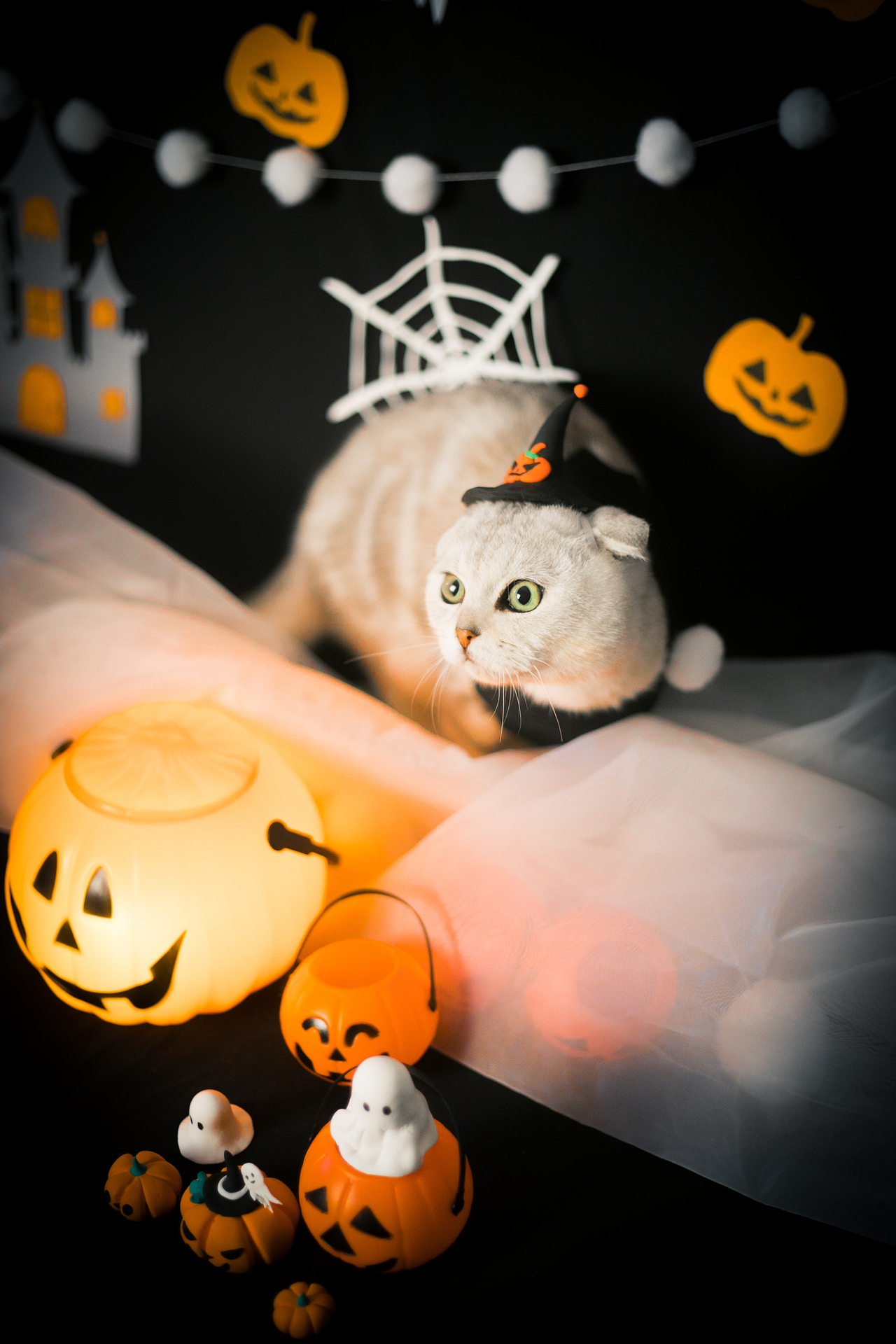 万圣节小年年（图ZOTQ3MjEyNDA=） - 宠物摄影 - 站酷设计师懒惰的胡奇奇原创素材 - 站酷ZCOOL