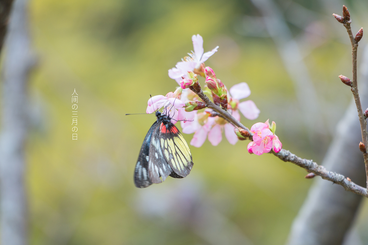 人间三月，枝头冒出了嫩叶，啊、是春天、、、（图ZMjA0NzkzNjY4） - 风光摄影 - 站酷设计师Lemmy_原创素材 - 站酷ZCOOL