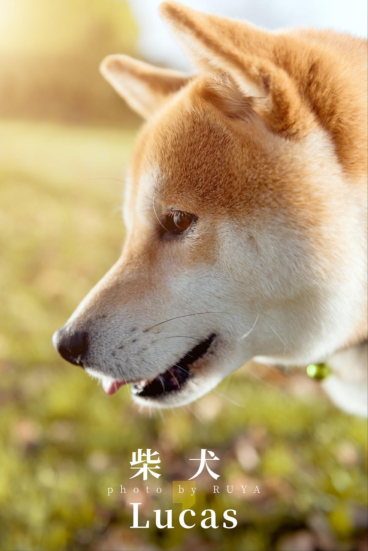 宠物摄影--柴犬卢卡斯