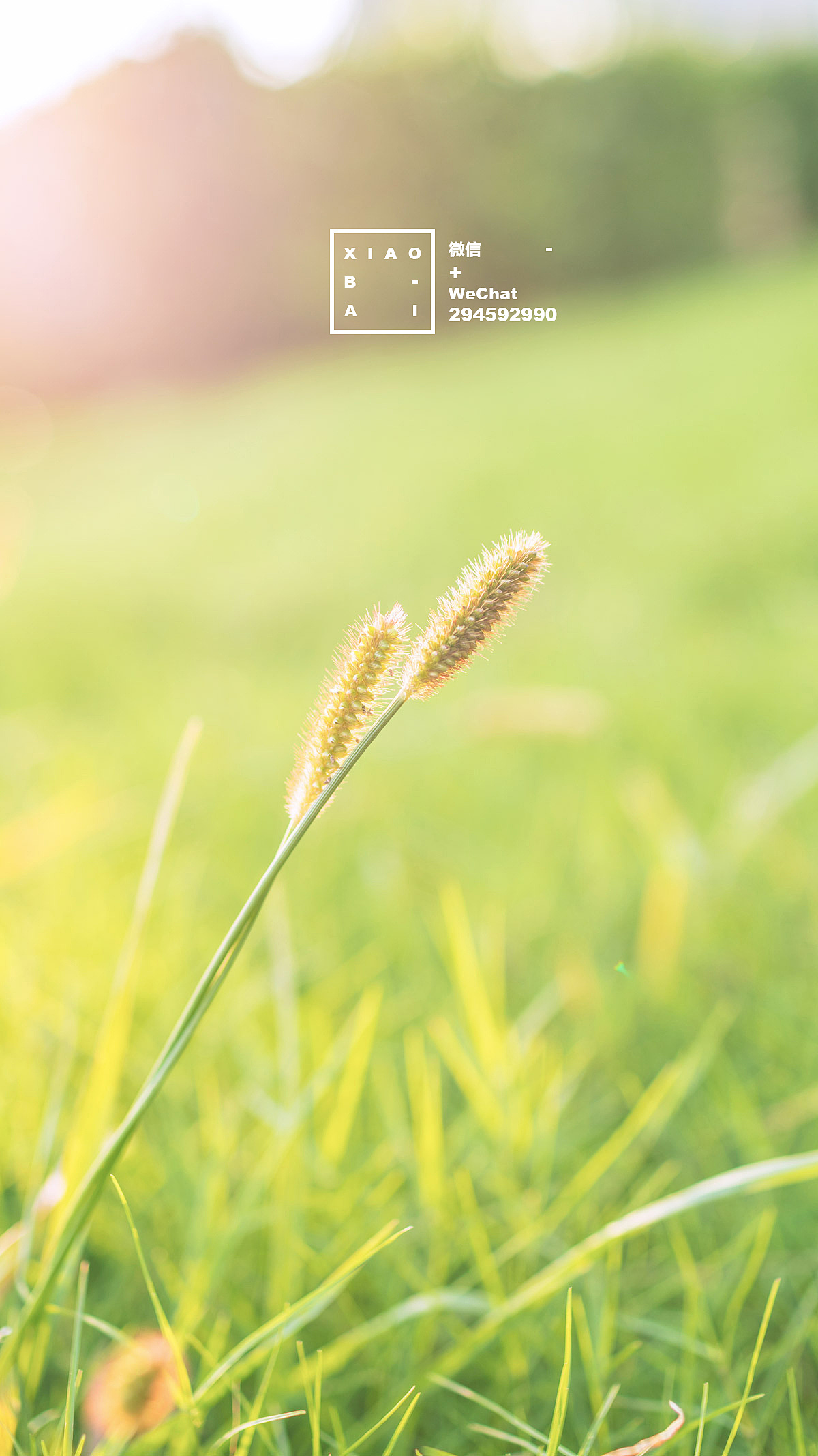 在云淡风轻的日子里想你