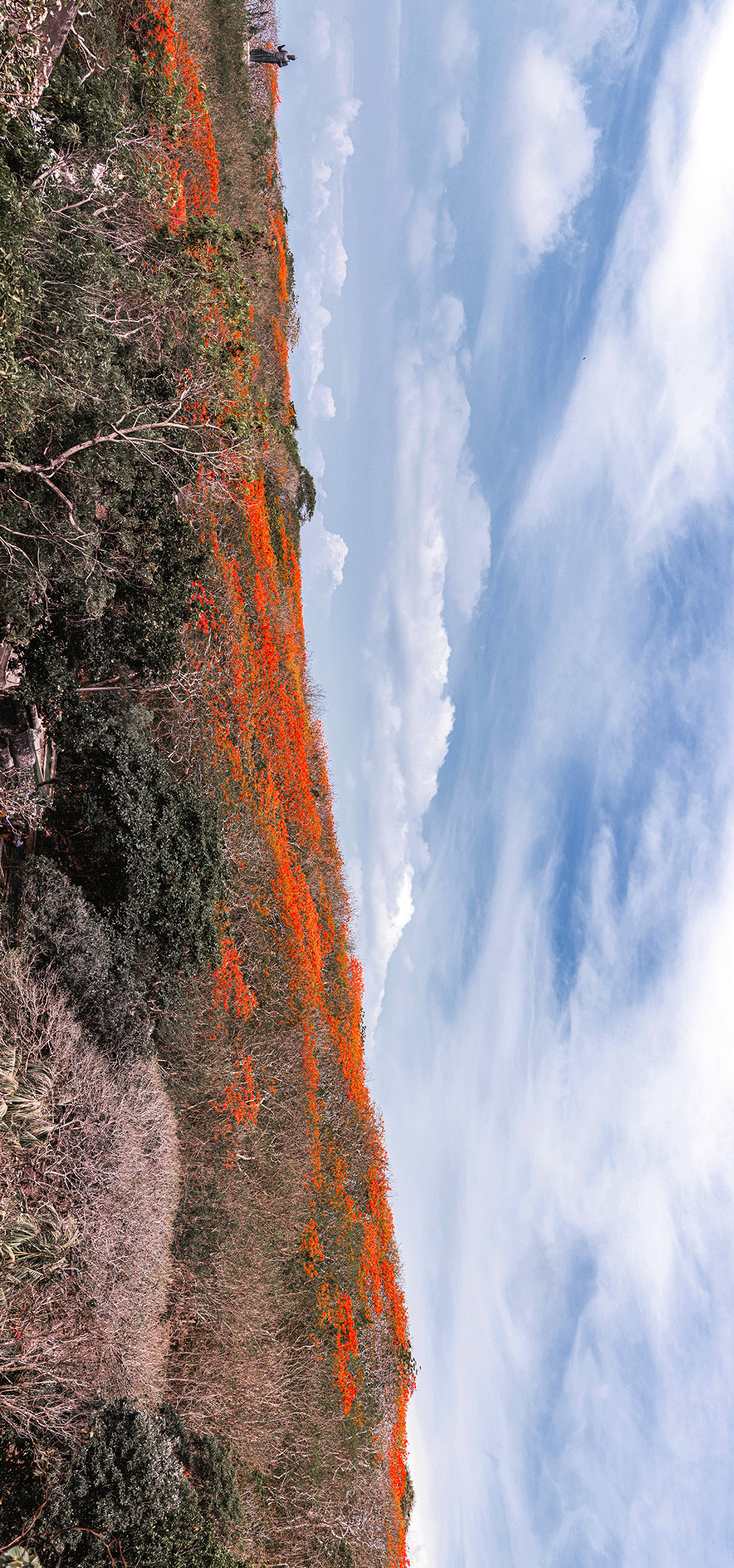 乌鲁瓦图寺前红花树林