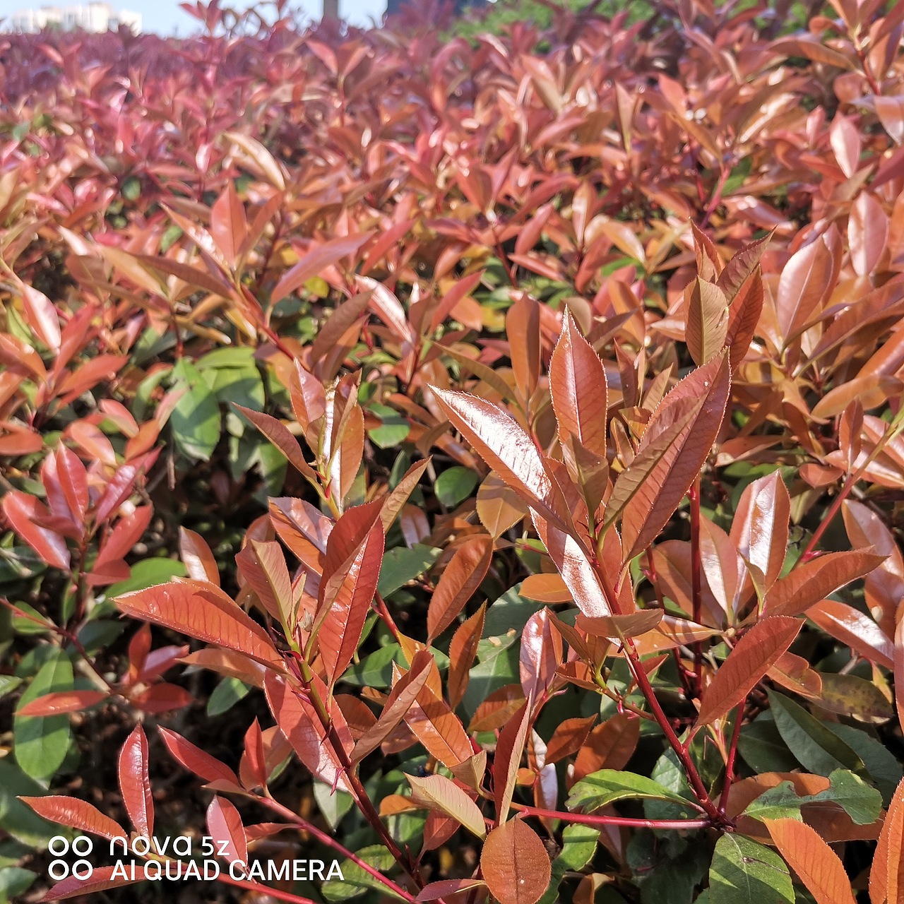 春光美,景观树长出了新芽