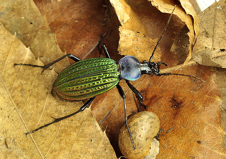 爱一切可爱之物——身边的精灵