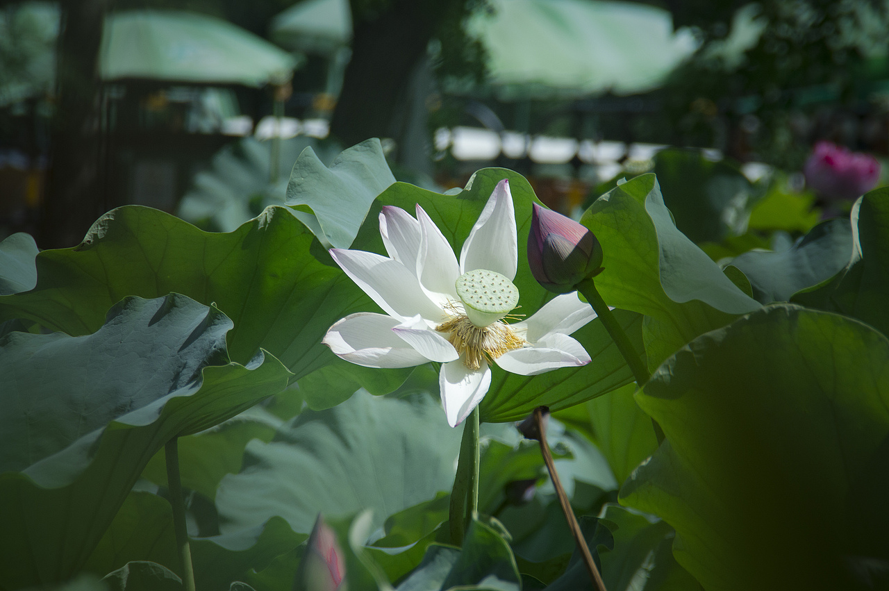 随拍日记（一）（图ZMjI4NzU4NDU2） - 风光摄影 - 站酷设计师萧萧易水丶原创素材 - 站酷ZCOOL