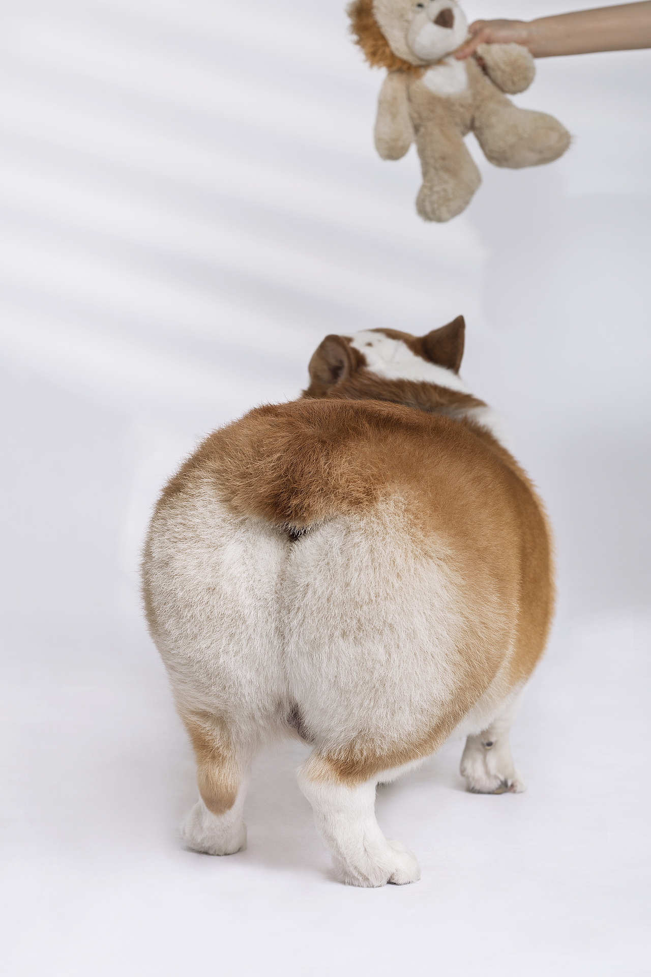 【動物照相館】柯基